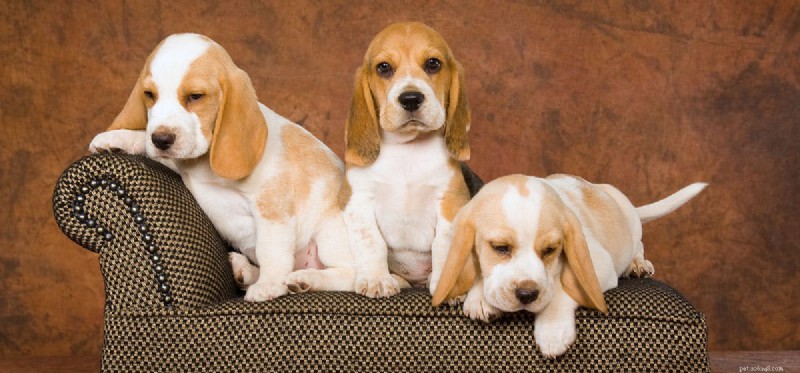 Can Dogs Truly Feel Respect? Insights & Tips