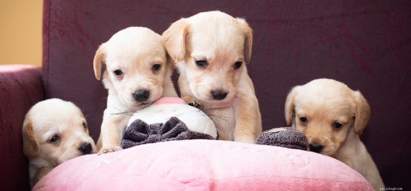 Can Dogs Truly Feel Respect? Insights & Tips