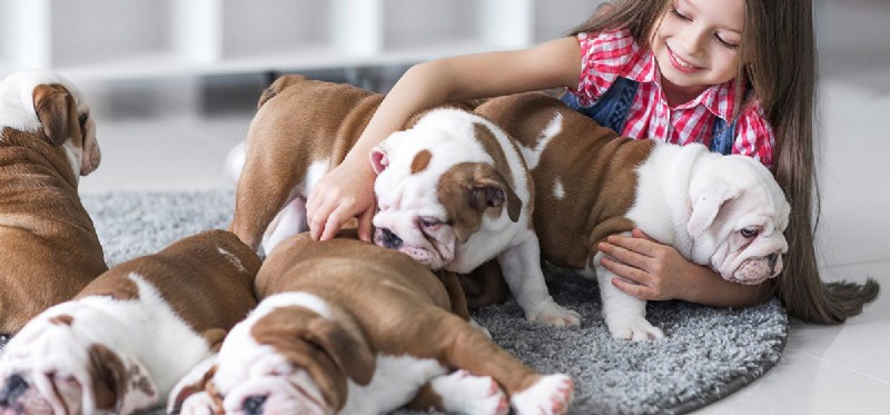 Can Dogs Truly Feel Respect? Insights & Tips