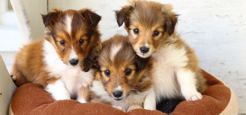 Can Dogs Truly Feel Respect? Insights & Tips