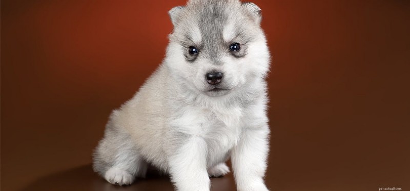 Understanding Seizures in Dogs: Symptoms, Causes, and Care