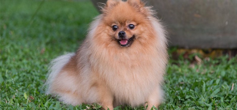Understanding Seizures in Dogs: Symptoms, Causes, and Care