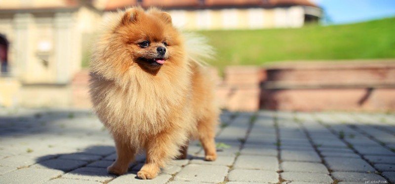 Understanding Seizures in Dogs: Symptoms, Causes, and Care