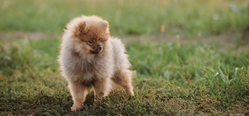 Understanding Seizures in Dogs: Symptoms, Causes, and Care
