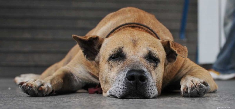 Do Dogs Experience Side Effects After a Rabies Shot?