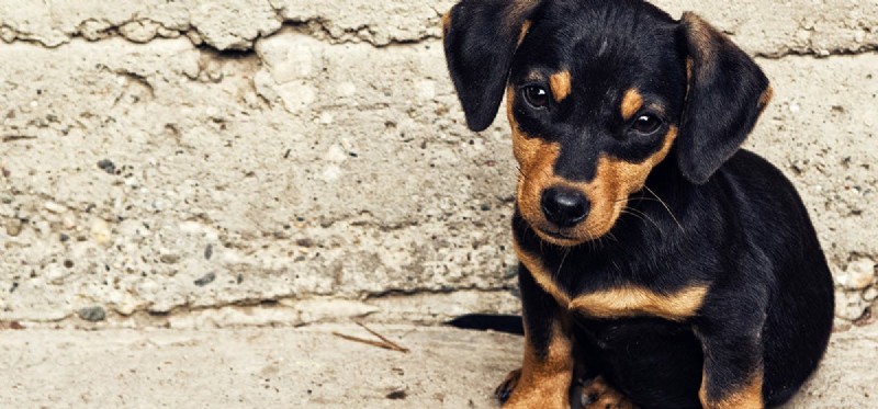Do Dogs Experience Grief? Understanding Their Emotional Response