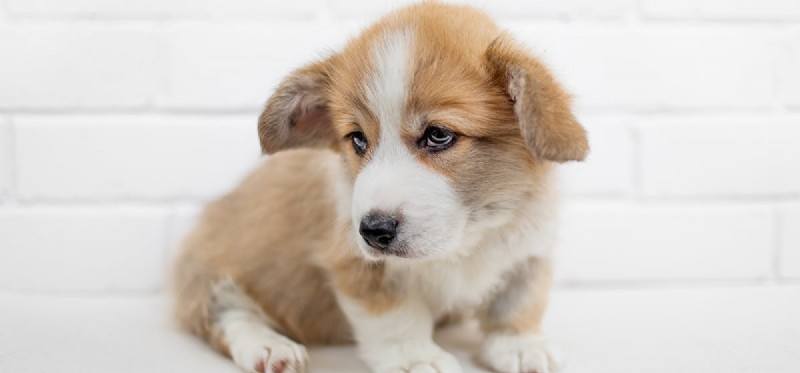 Do Dogs Experience Grief? Understanding Their Emotional Response