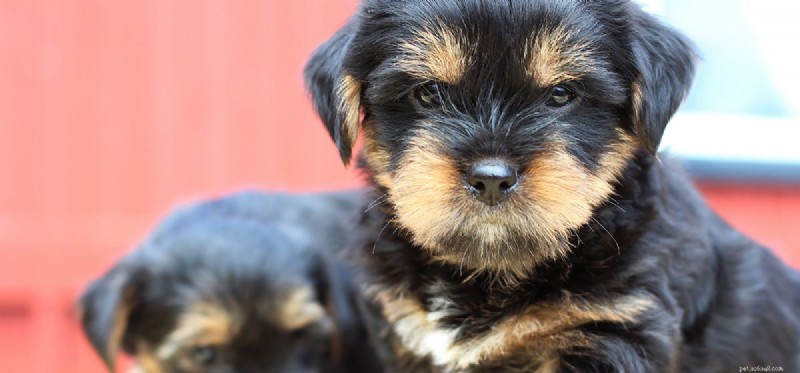 Do Dogs Experience Grief? Understanding Their Emotional Response