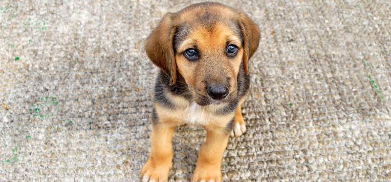 Do Dogs Experience Grief? Understanding Their Emotional Response