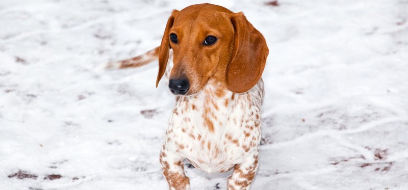 How Do Dogs Perceive Cold Weather? A Guide to Their Temperature Sensitivity