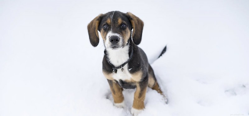 How Do Dogs Perceive Cold Weather? A Guide to Their Temperature Sensitivity