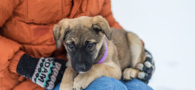 Do Dogs Detect and Respond to Their Owner’s Emotions?
