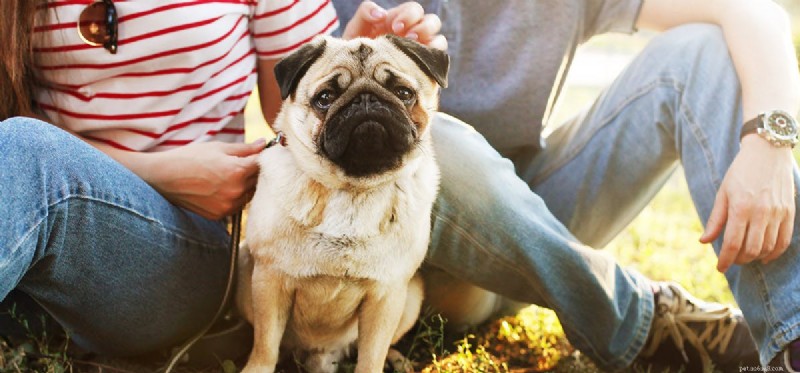 Do Dogs Detect and Respond to Their Owner’s Emotions?