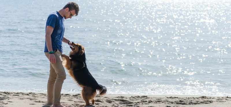 Do Dogs Detect and Respond to Their Owner’s Emotions?