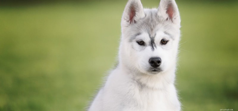 Do Dogs Truly Sense Their Whiskers? Understanding Canine Vibrissae