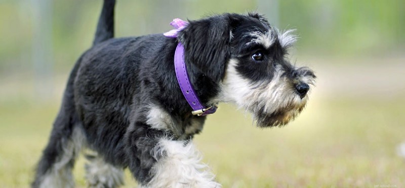 Do Dogs Truly Sense Their Whiskers? Understanding Canine Vibrissae