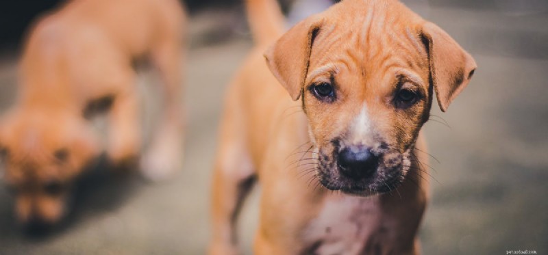 Do Dogs Truly Sense Their Whiskers? Understanding Canine Vibrissae