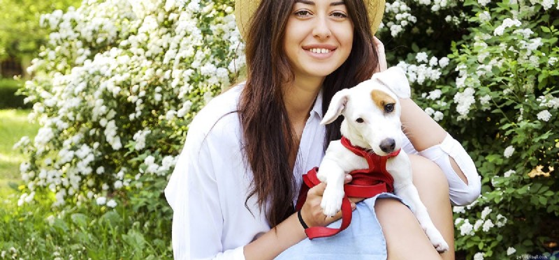 Do Dogs Truly Feel Love? Exploring the Science Behind the Bond