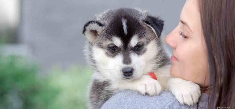Do Dogs Truly Feel Love? Exploring the Science Behind the Bond