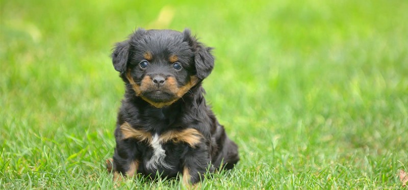 Do Dogs Get Sick? How to Recognize and Care for Illness in Pets