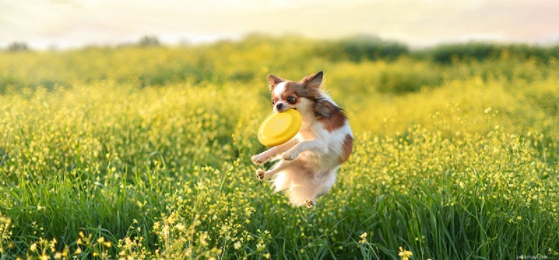 Do Dogs Get Sick? How to Recognize and Care for Illness in Pets