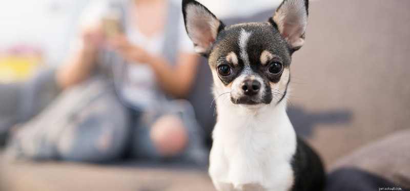 Do Dogs Experience Unhappiness? Understanding Canine Emotions