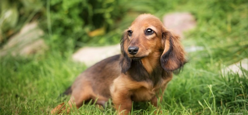 Do Dogs Experience Unhappiness? Understanding Canine Emotions