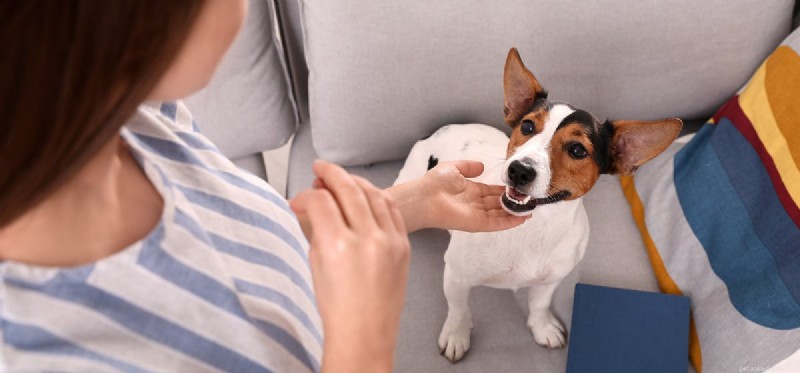 Do Dogs Experience Unhappiness? Understanding Canine Emotions