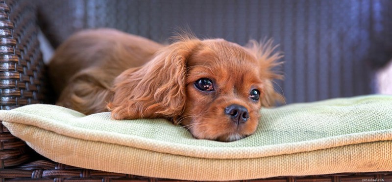 Do Dogs Truly Feel Unloved? Exploring Canine Emotions