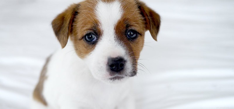 Do Dogs Truly Feel Unloved? Exploring Canine Emotions