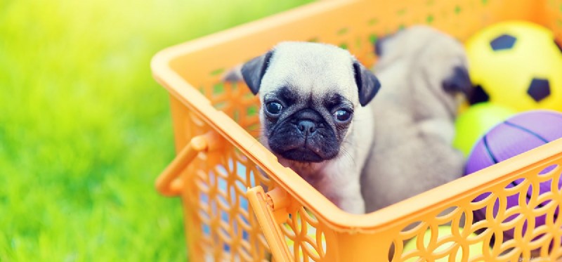 Do Dogs Truly Feel Unloved? Exploring Canine Emotions