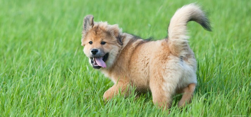Do Dogs Experience Wind Chill? A Guide to Protecting Your Pet in Cold Weather