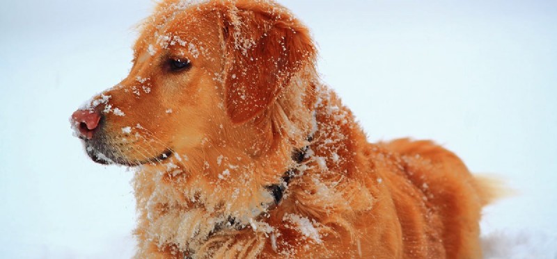 Do Dogs Experience Wind Chill? A Guide to Protecting Your Pet in Cold Weather