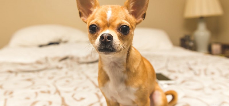 Do Dogs Detect Bed Bugs? How Reliable Are They?