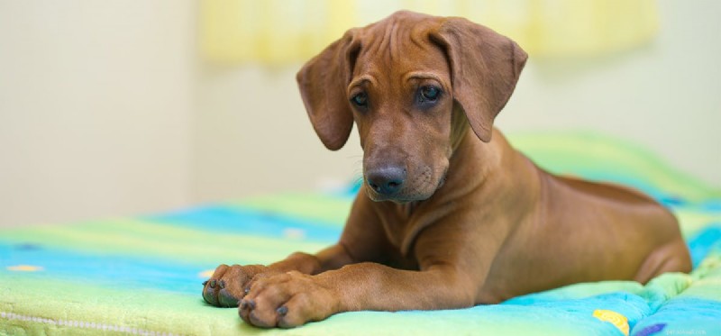 Do Dogs Detect Bed Bugs? How Reliable Are They?