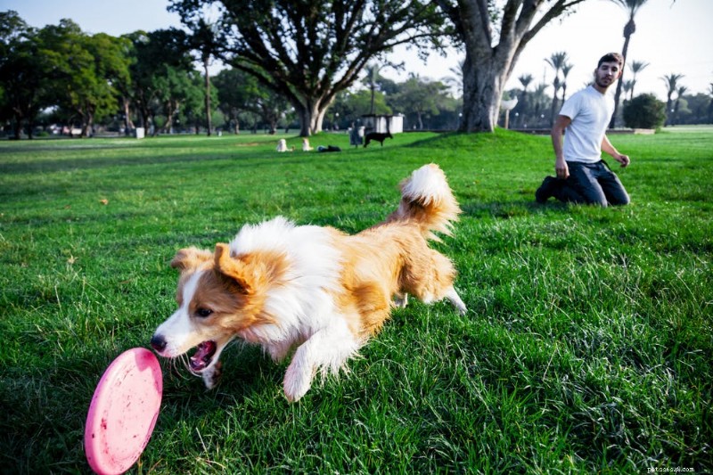 Do Dogs Experience Mood Swings? Understand Why and How to Help