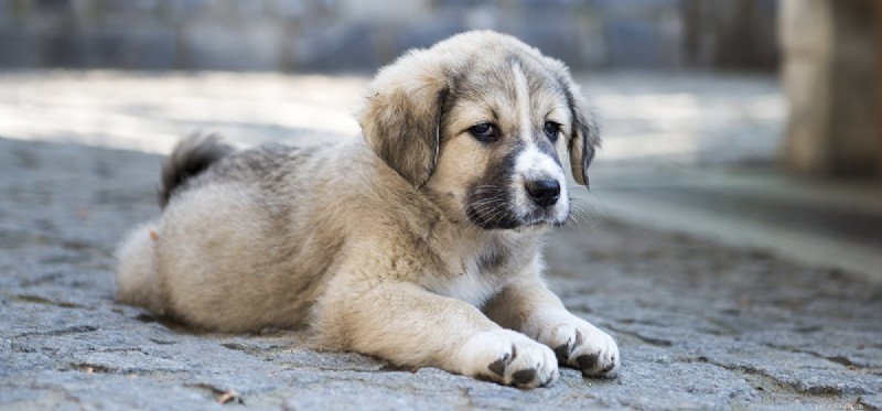 Can Dogs Use Benzodiazepines? Understanding Safety and Veterinary Guidance