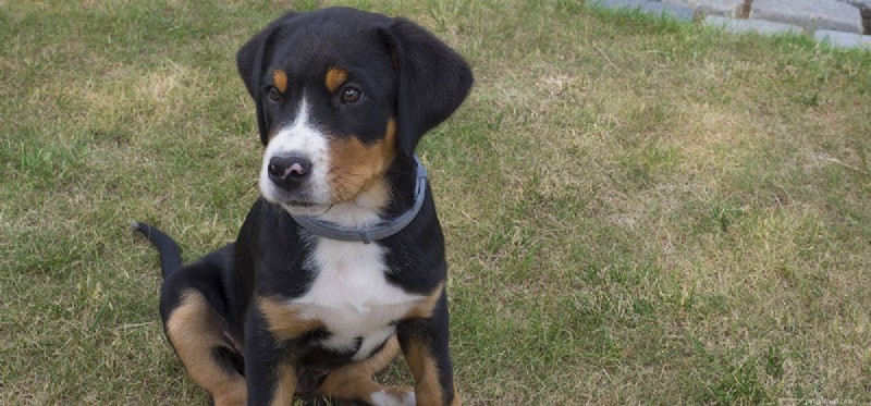 Can Dogs Use Benzodiazepines? Understanding Safety and Veterinary Guidance