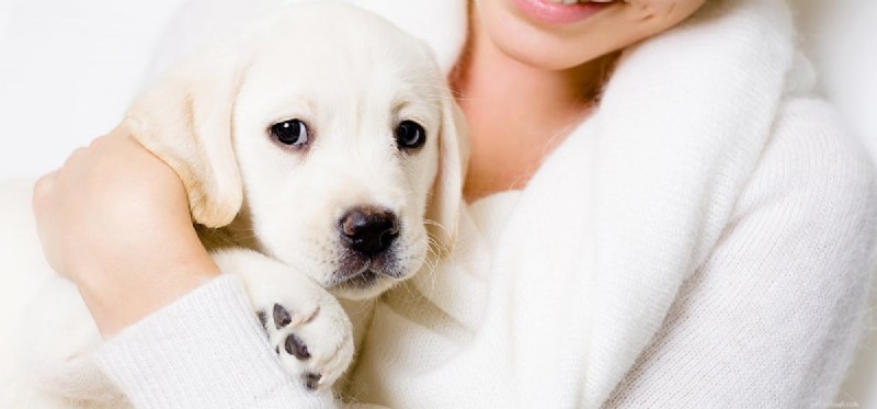 Can Dogs Use Benzodiazepines? Understanding Safety and Veterinary Guidance