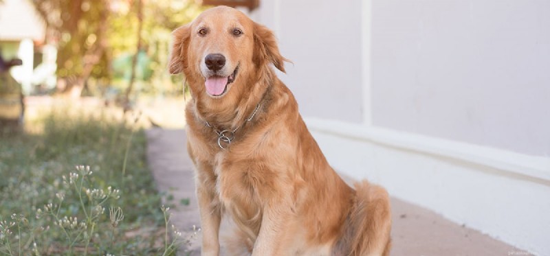 Can Dogs Use Benzodiazepines? Understanding Safety and Veterinary Guidance