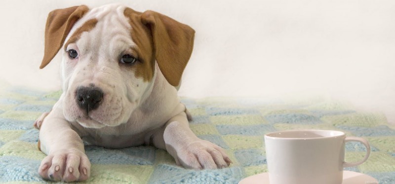 Why Dogs Should Never Consume Coffee: Health Risks Explained