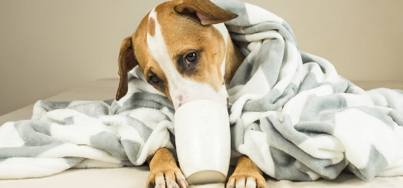Why Dogs Should Never Consume Coffee: Health Risks Explained