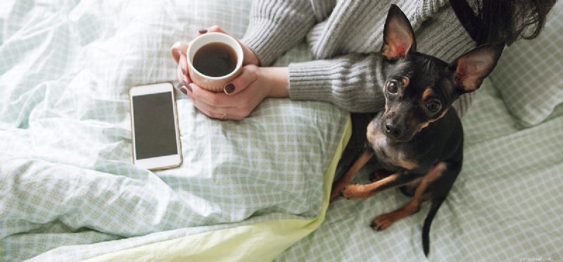 Why Dogs Should Never Consume Coffee: Health Risks Explained