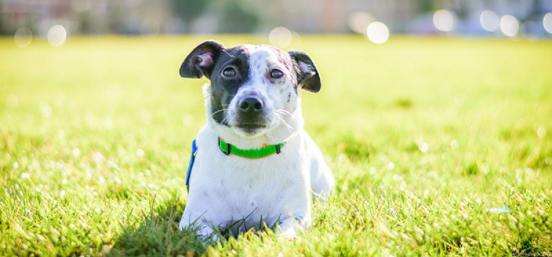 Are Dried Apricots Safe for Dogs? A Guide to Healthy Feeding
