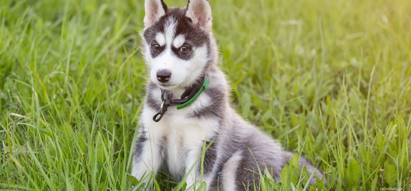 Are Dried Apricots Safe for Dogs? A Guide to Healthy Feeding