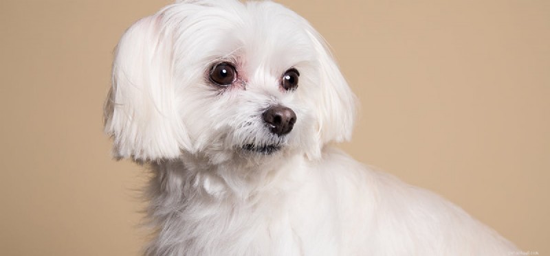 Are Dried Apricots Safe for Dogs? A Guide to Healthy Feeding
