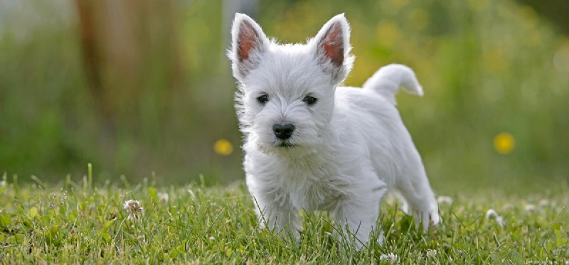 Are Human Medications Safe for Dogs? Vet-Approved Guidelines