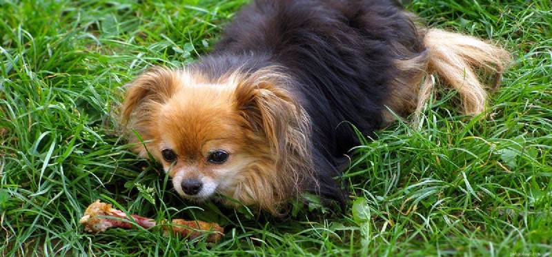 Are Rib Bones Safe for Dogs? Expert Guidance on Feeding Bone to Your Canine