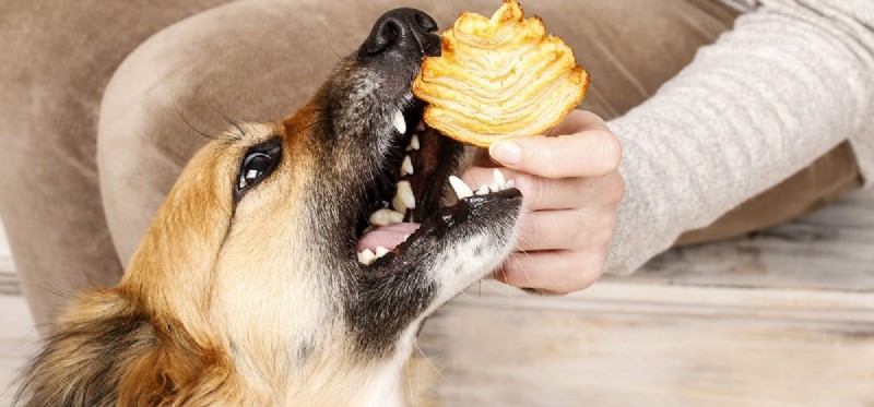 Is Salt Safe for Dogs? Understanding the Risks and Benefits