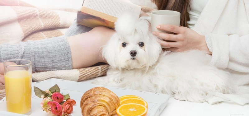 Is Salt Safe for Dogs? Understanding the Risks and Benefits